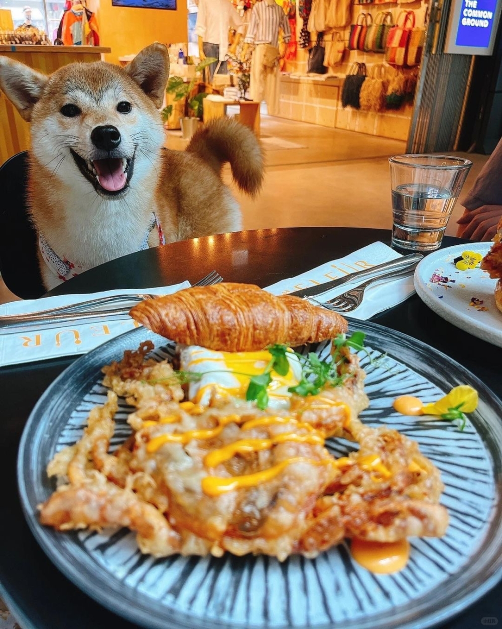 狗狗都忍唔住湊埋嚟，眼仔睩睩等開餐！