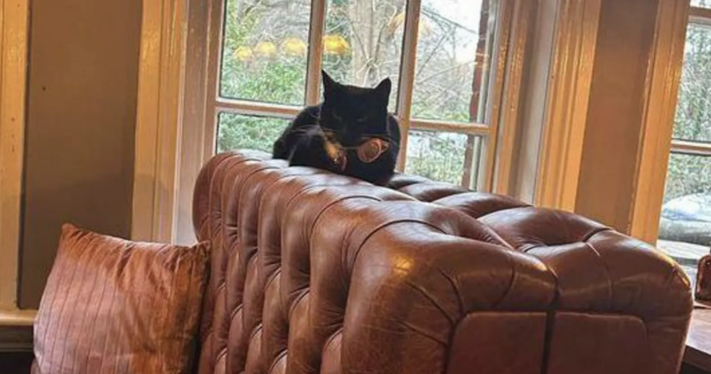 這貓很愛到處溜達!