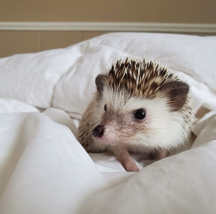 需要時常觀察刺蝟，情況不對就要趕緊帶去看獸醫啦～