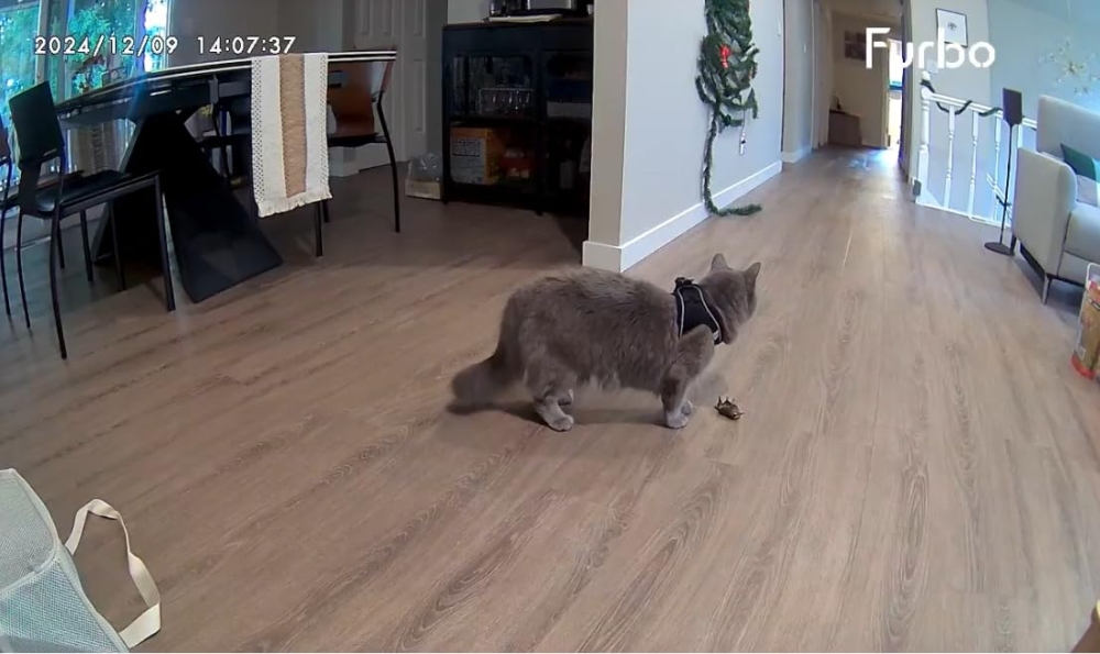 還能透過手機APP與毛孩互動。