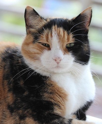 如果家中的三花貓是公的那簡直是「福上加福」！