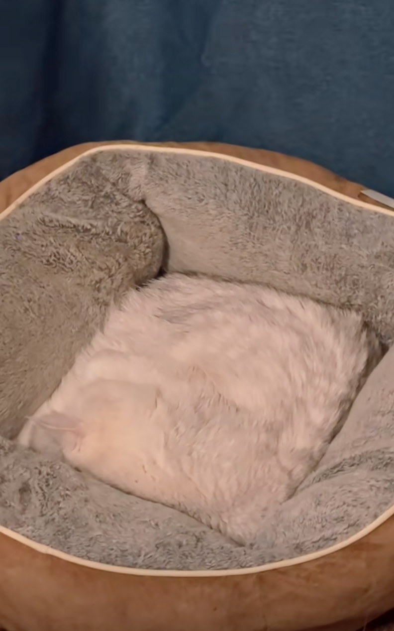 原來...這坐墊就是貓咪!