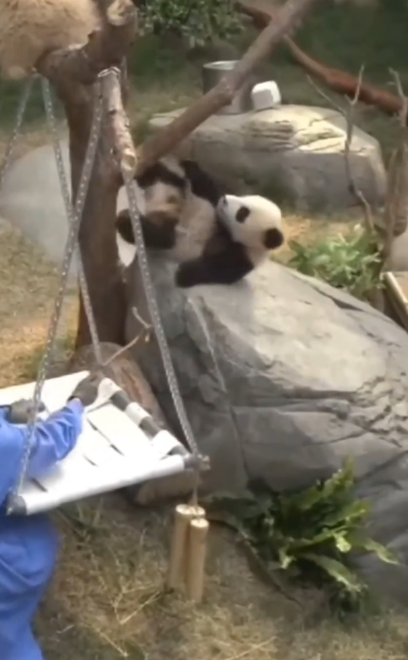 細佬爬樹跌倒～