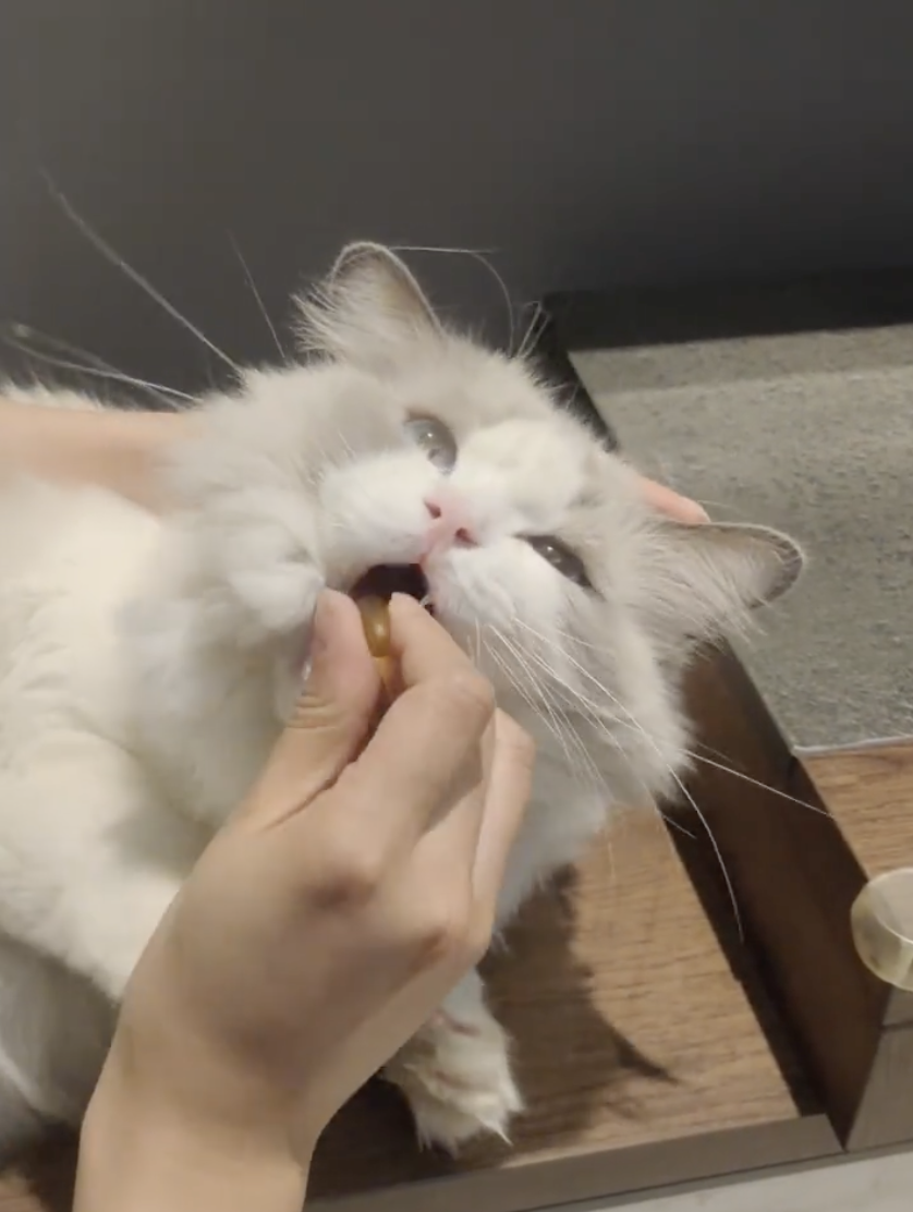 可以輕輕放入貓咪嘴裡，切勿不要弄疼貓咪喔～