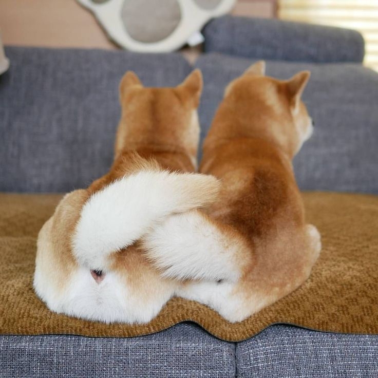 肛門腺需定期擠出喔～