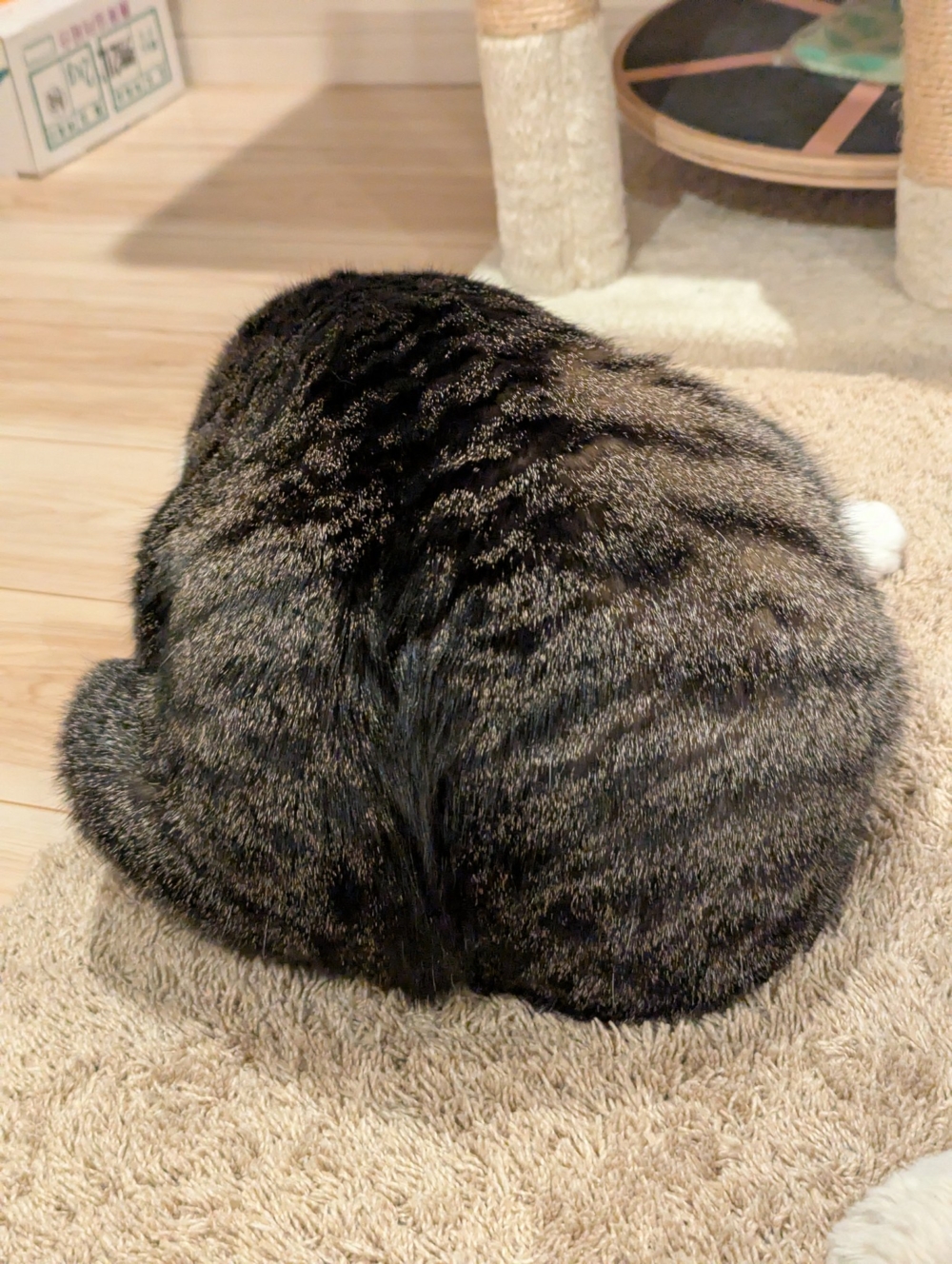 飼主:胖成山了!