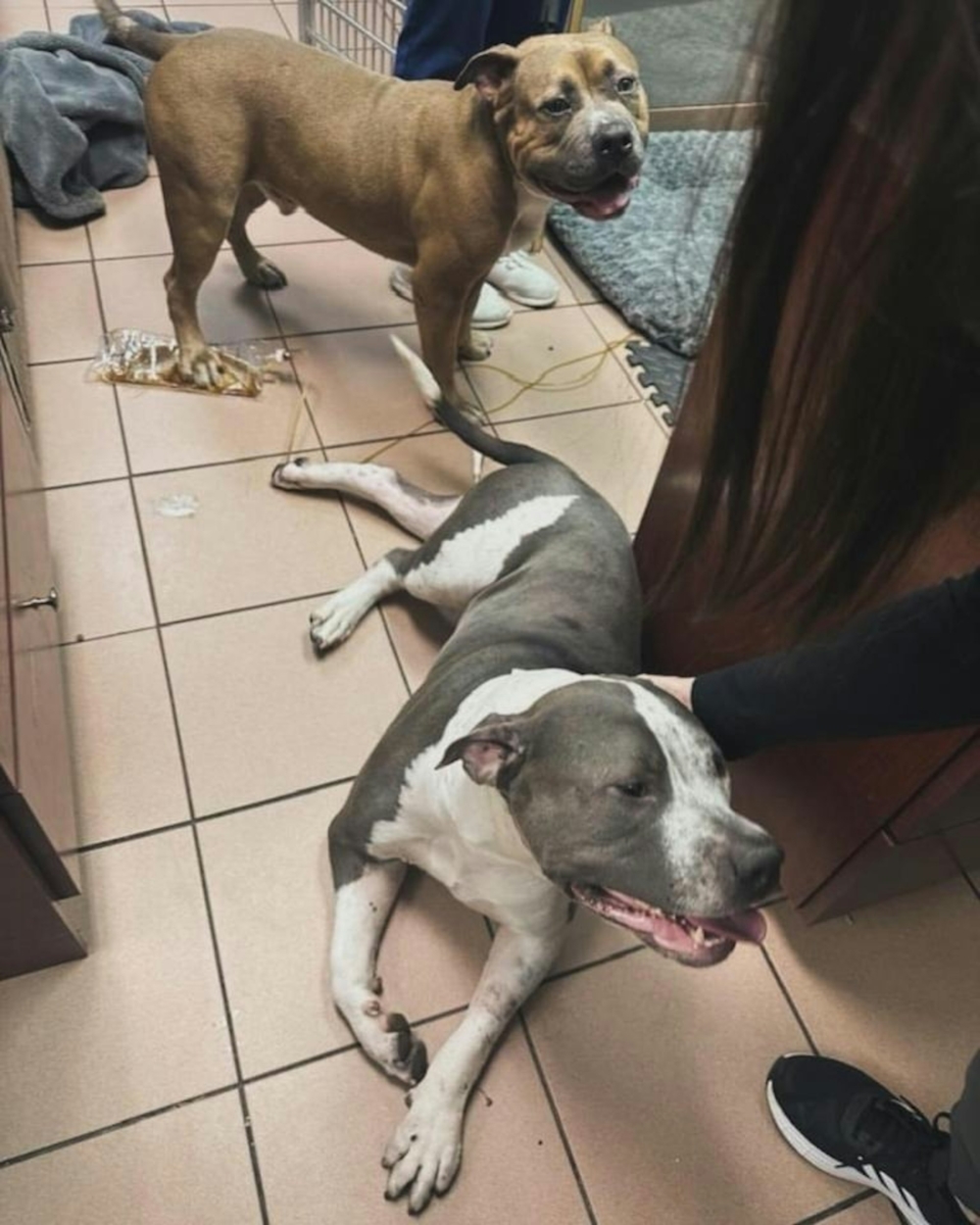 Zorro康復的進度良好，可能是因為與Grover住在一起，有兄弟相伴與支持，便有力量捱過去。