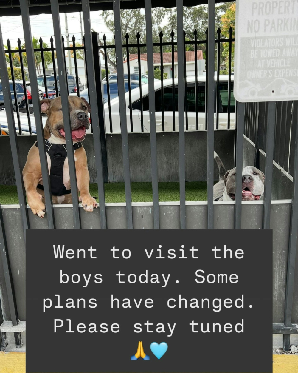 動保組織決定為Grover和Zorro找領養人。