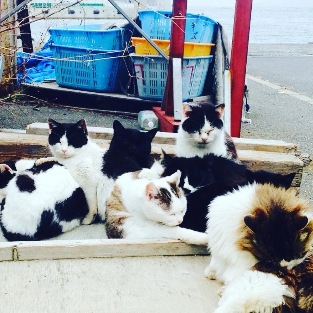 日本貓島:田代島