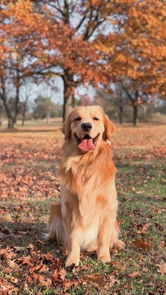 黃金獵犬穩定性極高，很適合拿來陪伴家中老人或小孩～