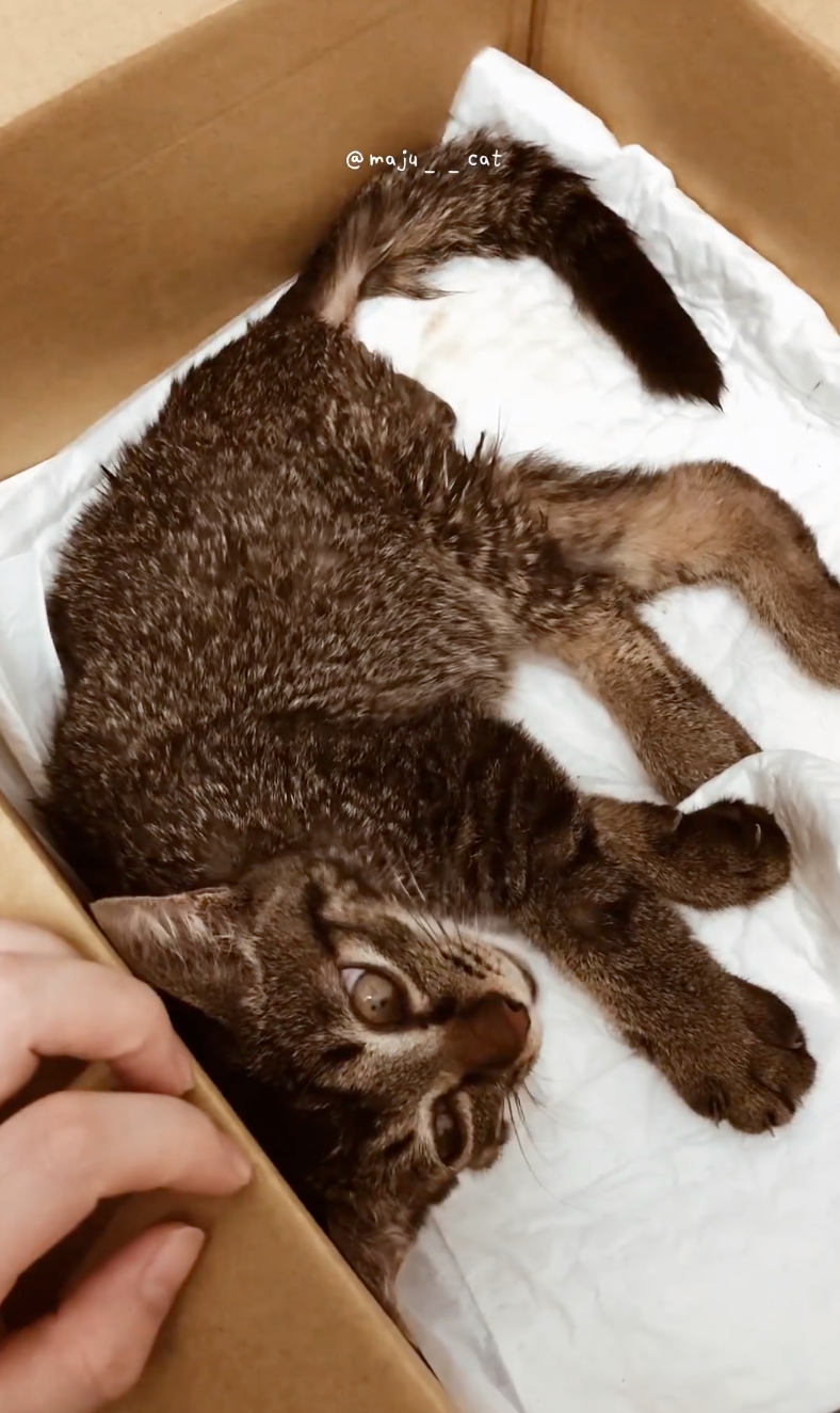 剛撿到時非常瘦弱。