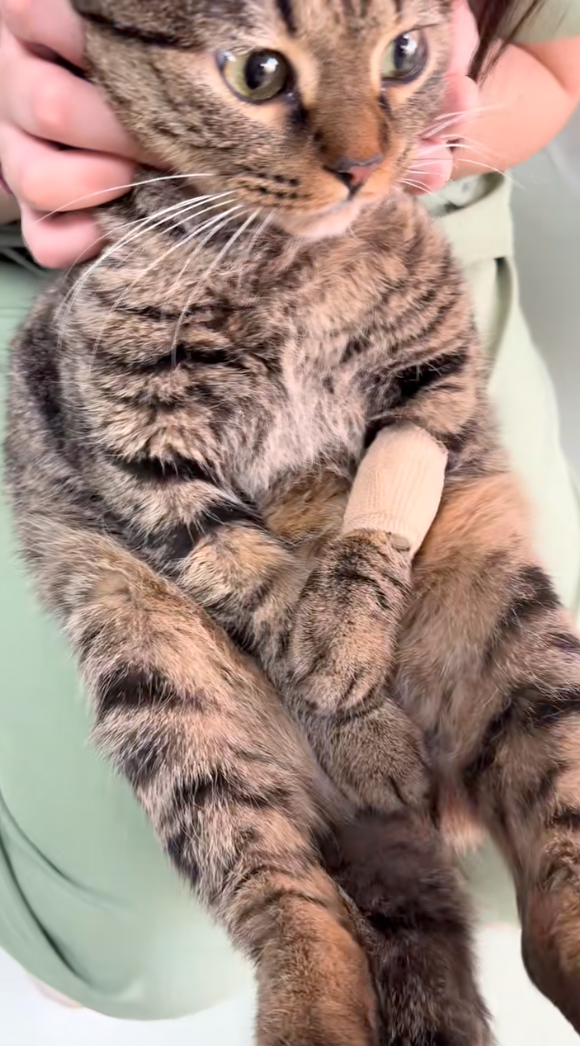 雙手護住最後的尊嚴～