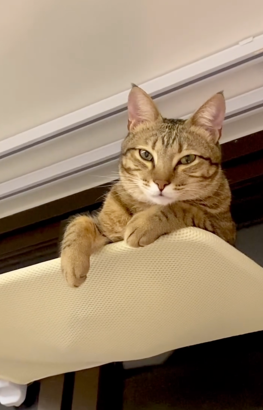 貓：進入把朕涼一邊？