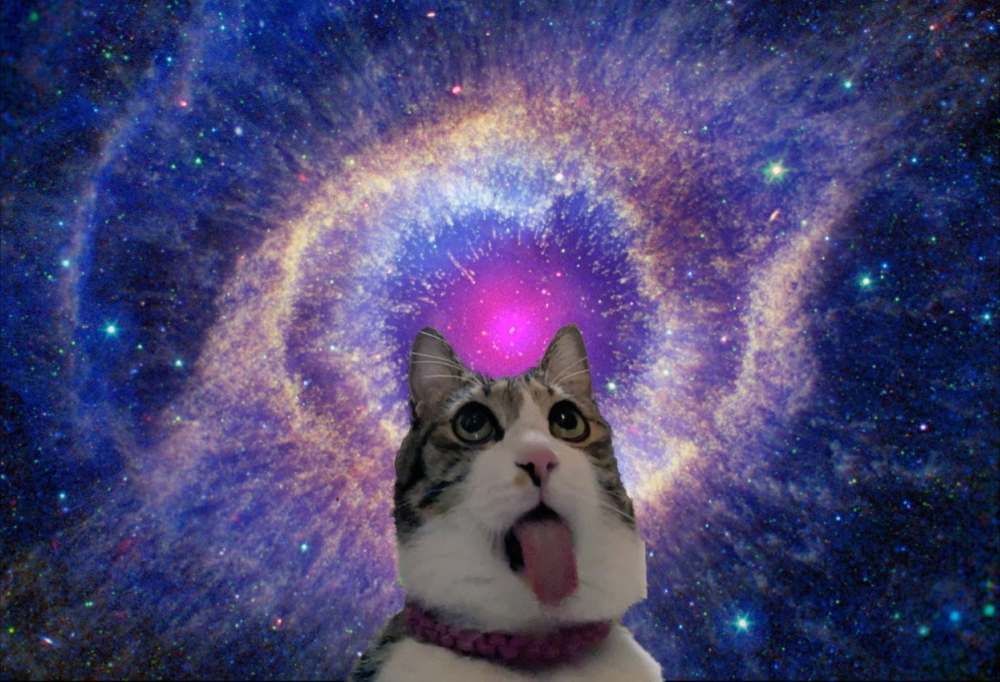 貓咪貪吃的模樣都被大家看到啦~