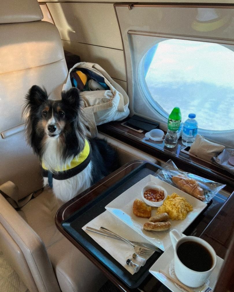 出發前需依照寵物假期指示準備所需文件。