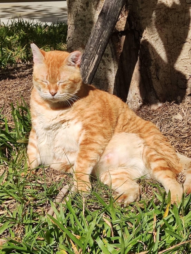 阿肥享受著日光。