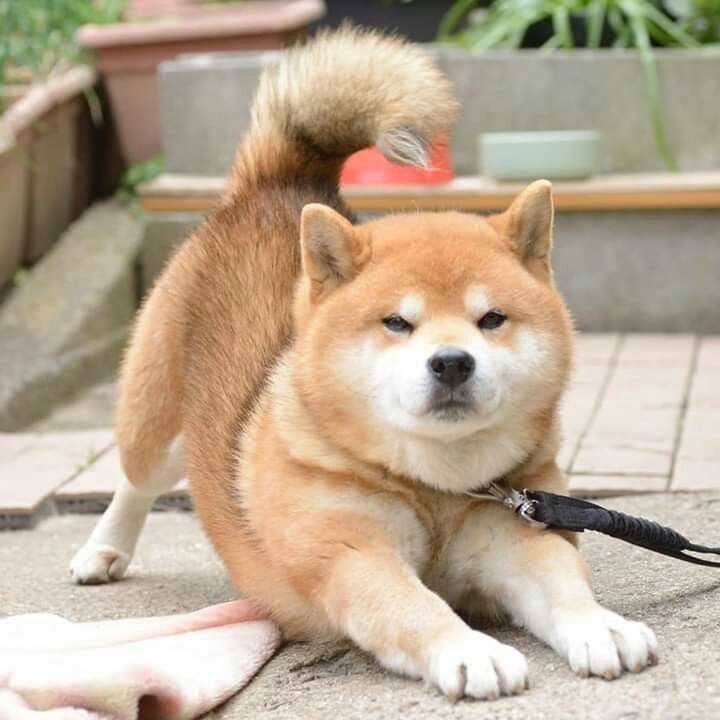 沒有任何狗狗是天生「好養」的，飼養前應確保自己有能力提供優質的生活與照顧。