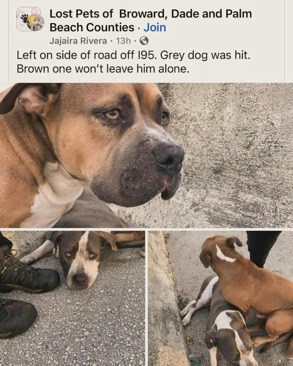 美國一隻流浪狗在高速公路發生意外，牠的兄弟以用肉身保護牠，陪牠等待救援。