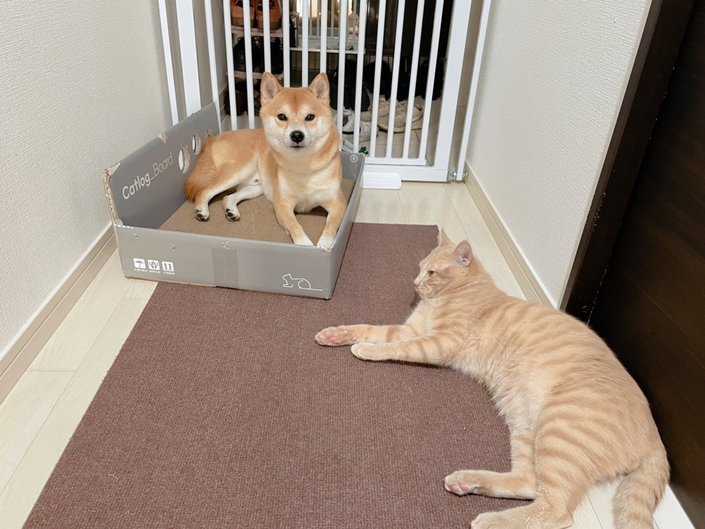 調皮又可愛的Okaka。