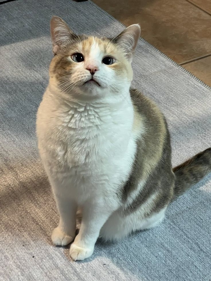 魚油能保護眼睛健康喔～