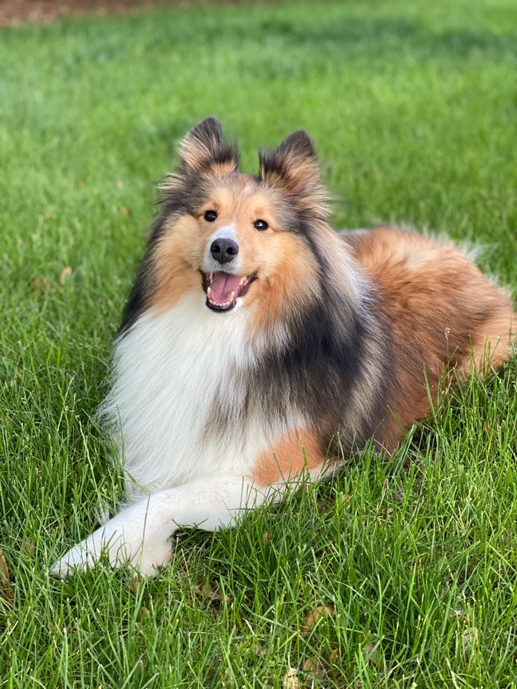 喜樂蒂牧羊犬精力旺盛，需要多帶牠們出去運動釋放能量喔～