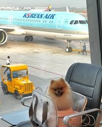 寵物與籠子總重量不超過7公斤