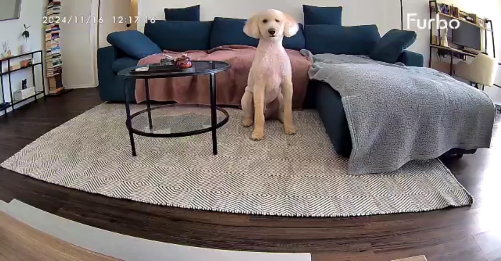 還能透過手機APP與毛孩互動。