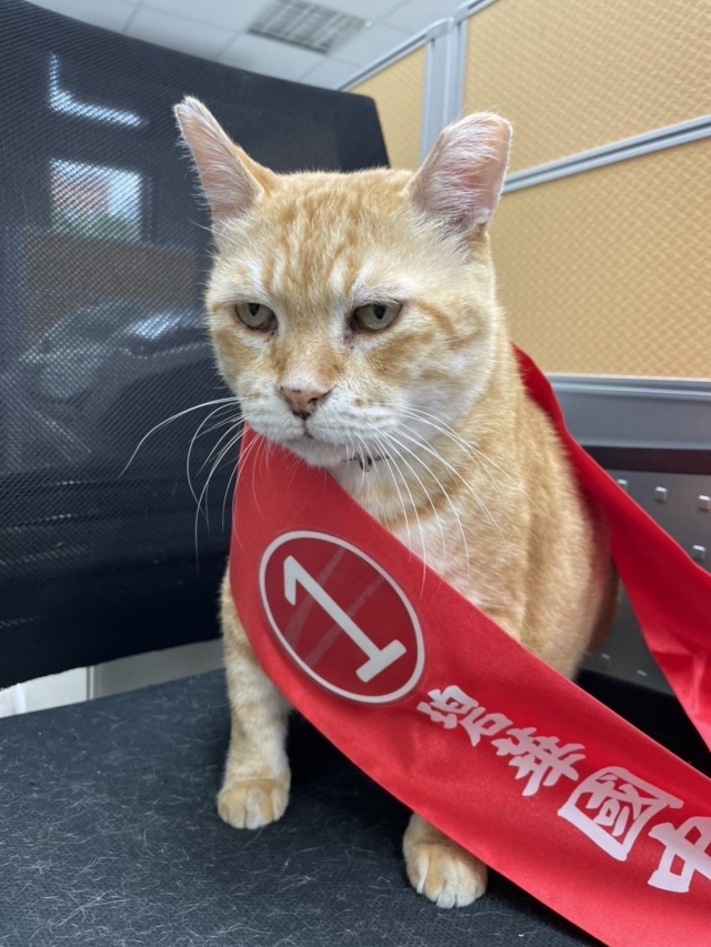 校內團隊已經連續6年辦理許多跟阿肥有關的活動。