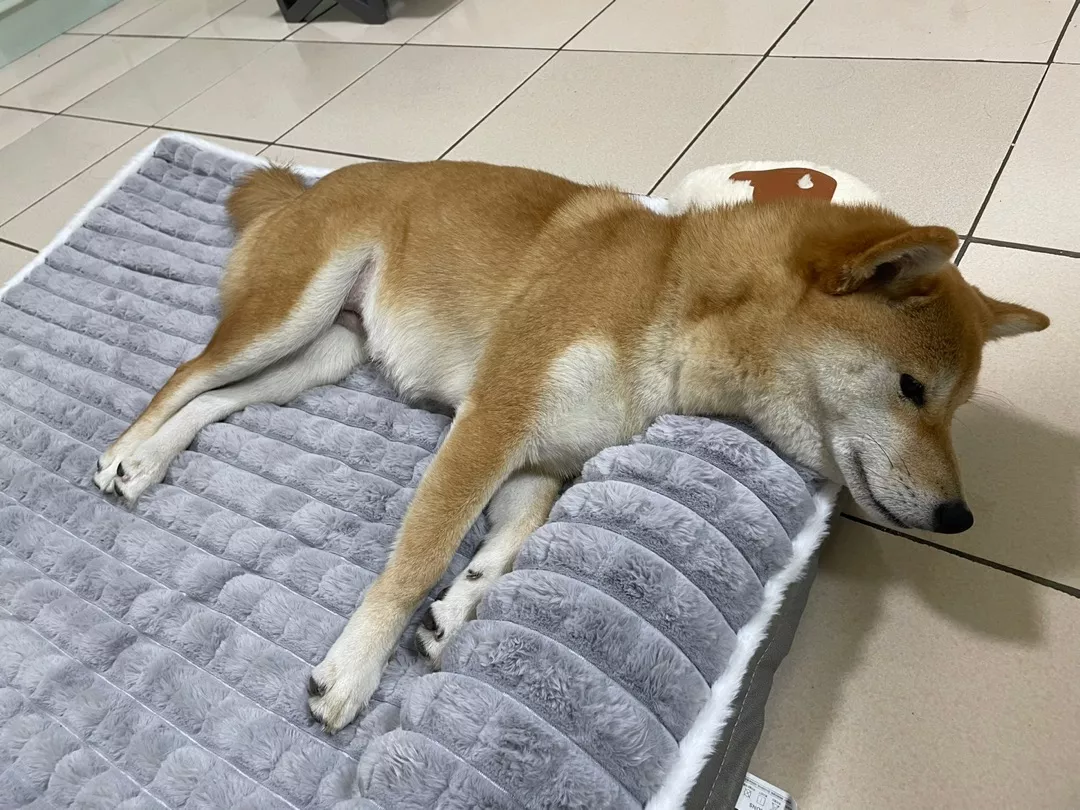 設計對寵物脊椎友好喔~