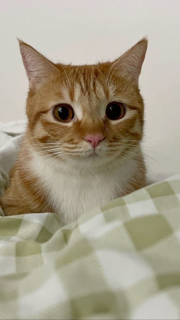 幼貓不建議食用～