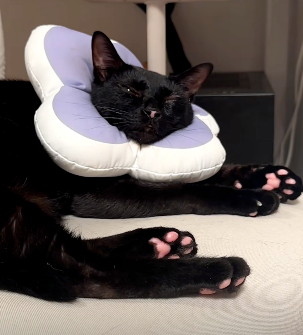 好粉嫩的肉球啊～