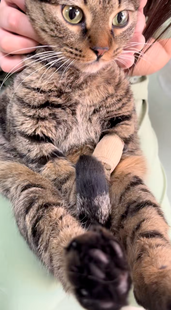 貓咪：不要切朕的蛋蛋啊～