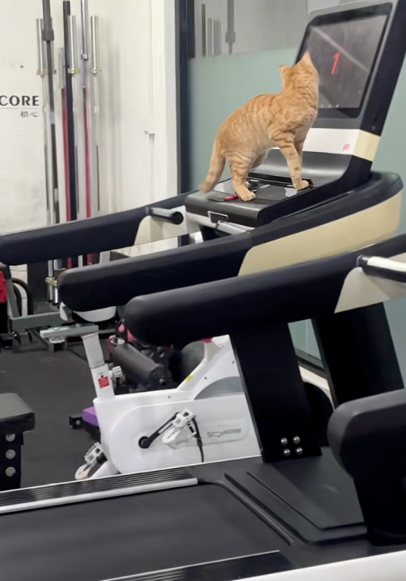 貓咪自己跳上跑步機控制面板！