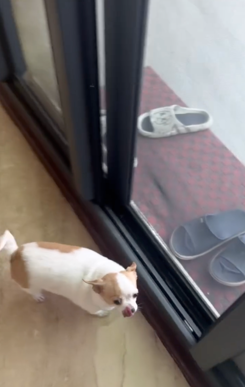 狗狗：你剛才沒看到什麼吧～