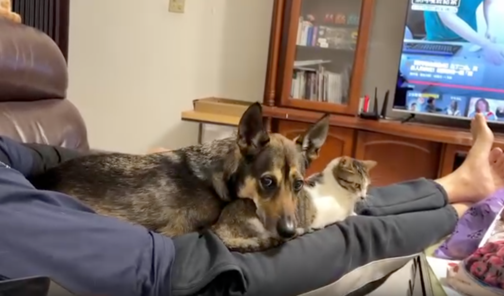 狗狗：這貓我罩的，懂？