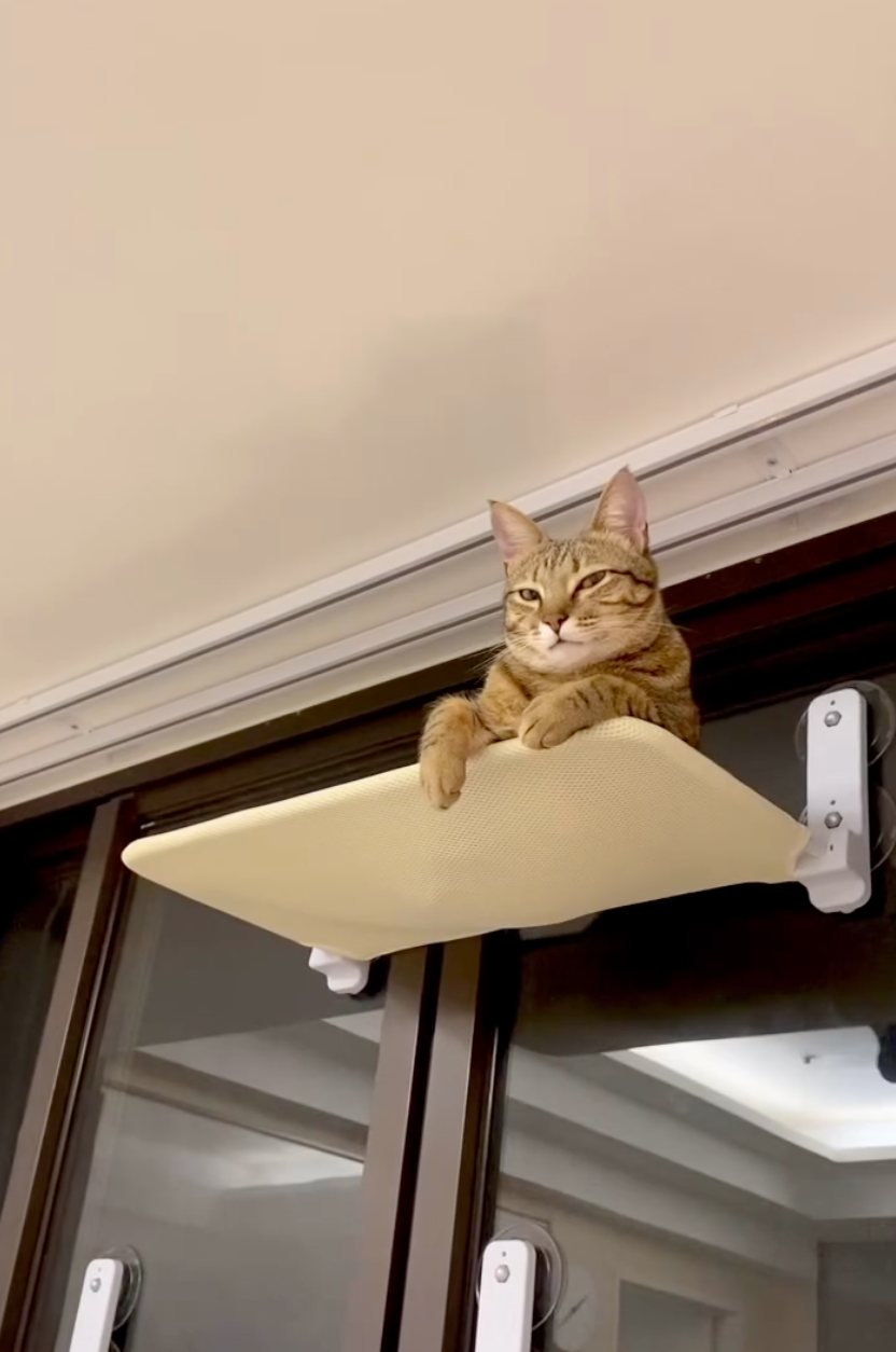 貓咪：還在那玩手機？