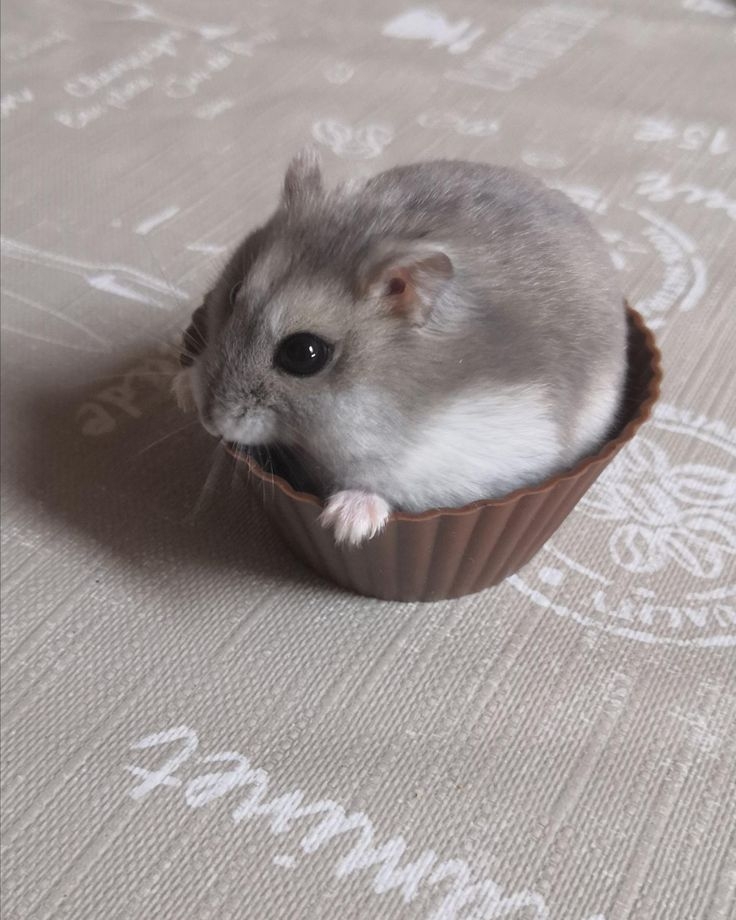 倉鼠容易患的疾病包括呼吸道感染、皮膚感染和腫瘤。