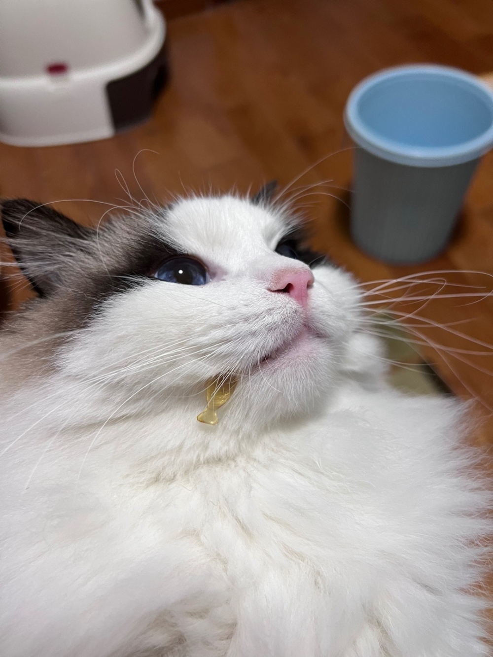 最好依據主子的口味偏好來挑選喔～