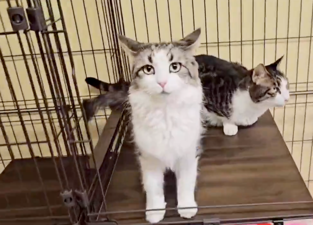 貓咪現在恢復得很好，大家不要擔心！