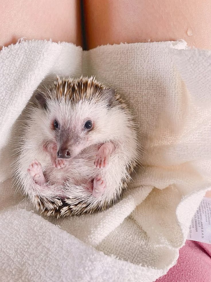 一般刺蝟的壽命是4至6年～