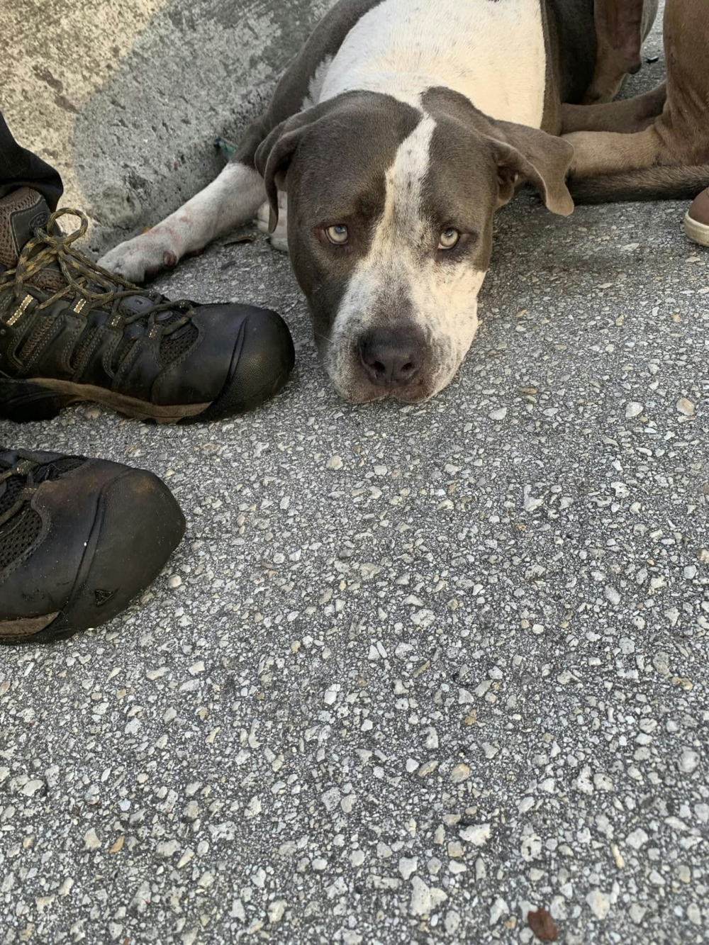 Zorro在高速公路發生意外。