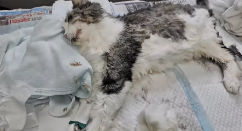 貓咪獲救時已經奄奄一息。