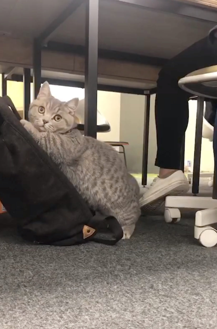 喵:完蛋了,搗蛋被拍下證據啦~