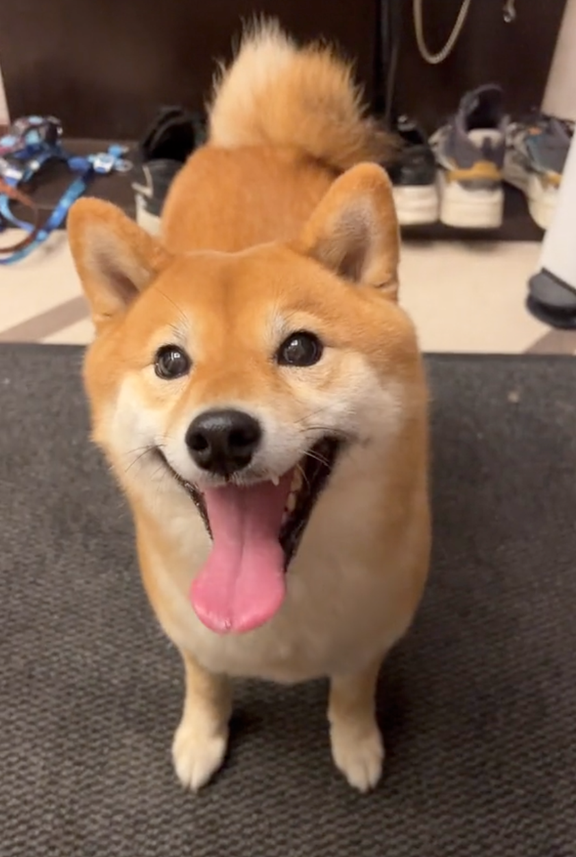 古靈精怪的柴柴～