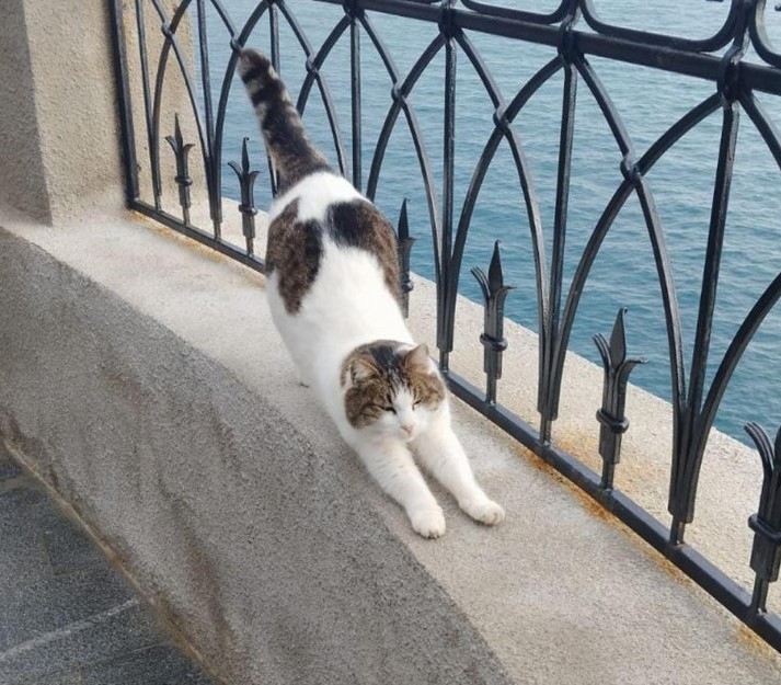 男子竟然將貓咪拋下懸崖！