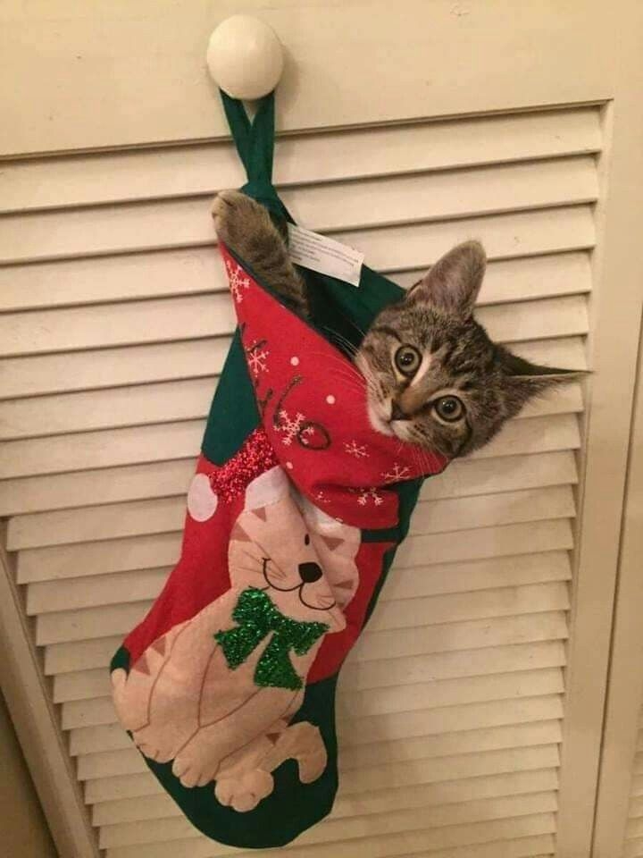 毛孩也要過情人節!