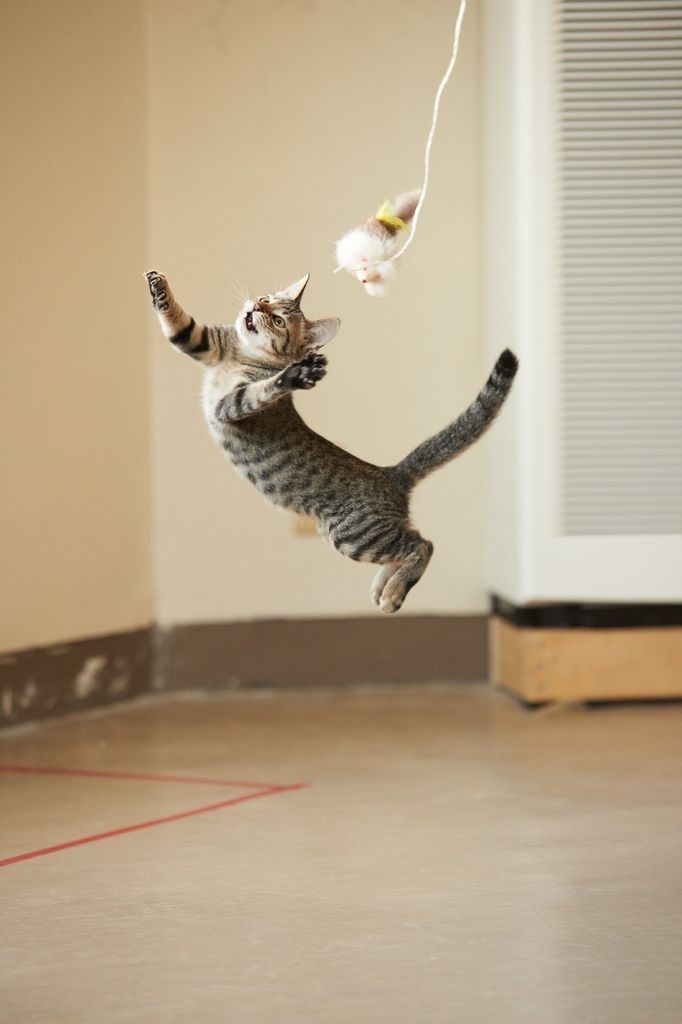 飼主務必選擇高品質且耐咬的玩具～