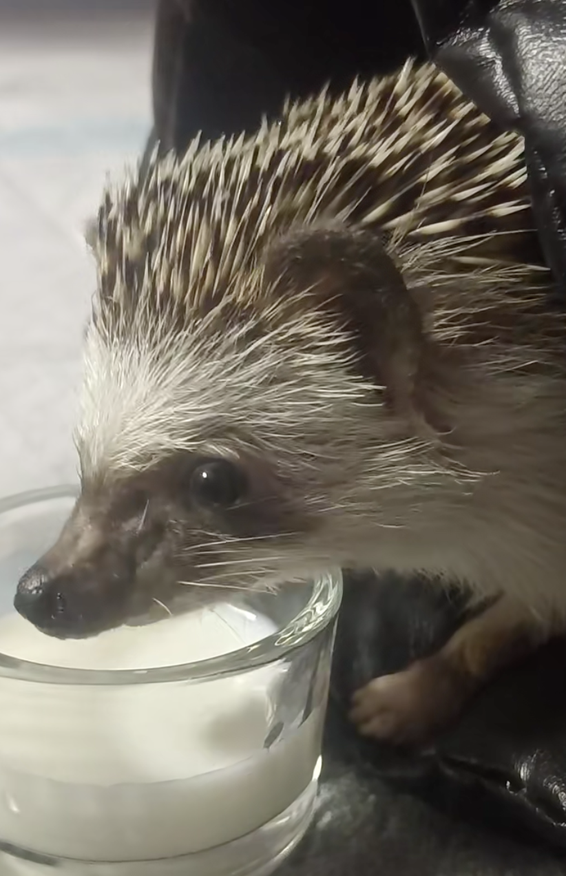 太甜或太辣的食物不適合拿來餵食刺蝟，否則會引發消化不良或中毒。