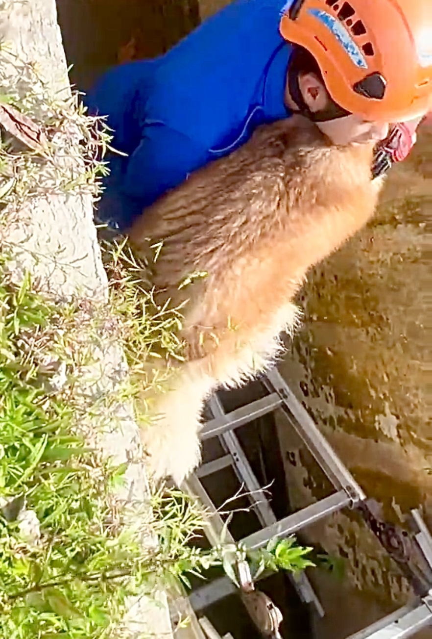 救援小哥把狗狗抱上去啦～