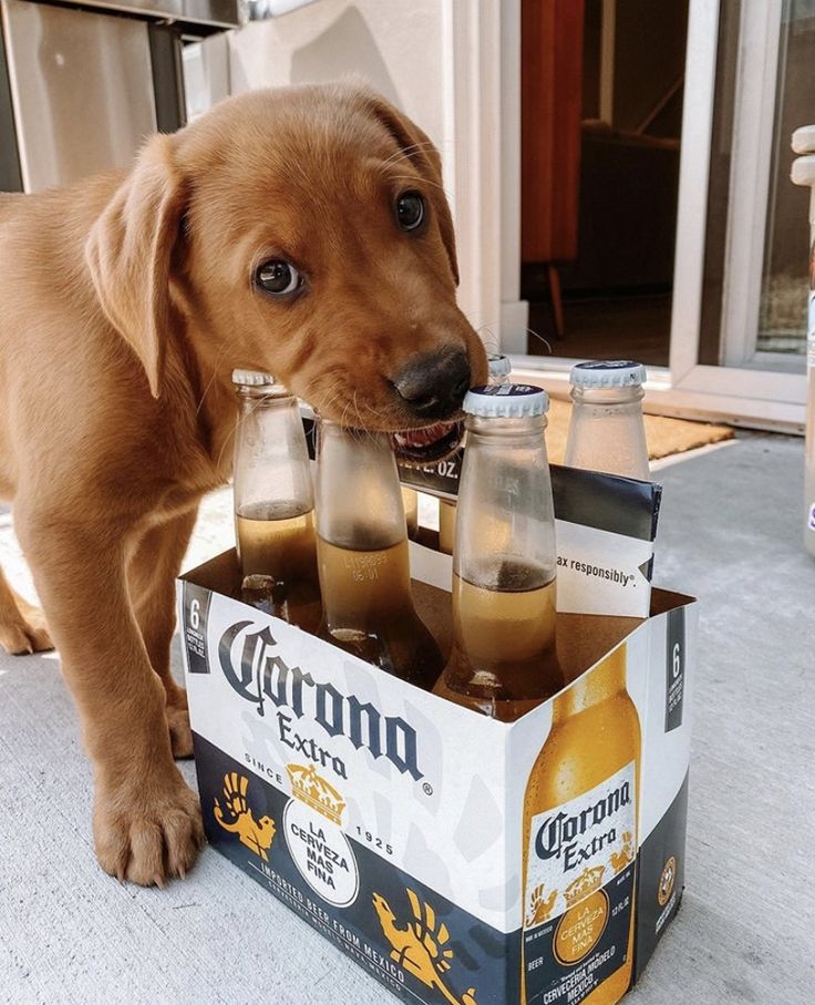 狗狗和貓咪的肝臟無法有效代謝酒精。